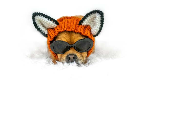 404 Page Not Found Dog Incognito.
